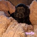 Hond, Dieren en Toebehoren, Overige rassen, 8 tot 15 weken, Parvo, Meerdere