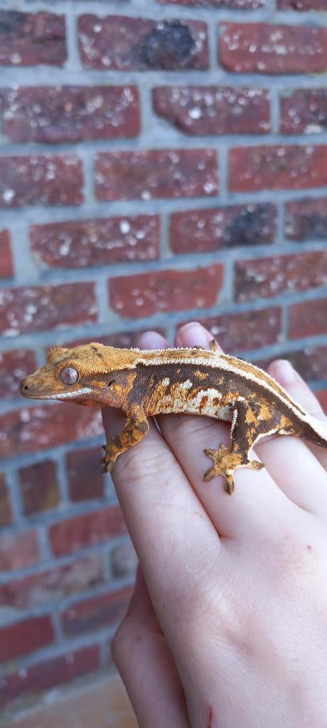 0.1 Tricolor Whitewall Emptyback wimpergekko vrouw Crested Gecko - female for sale from TCM_Reptiless