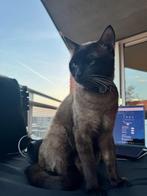 Lieve volbloed Thai Siamees dekkater beschikbaar, 0 tot 2 jaar