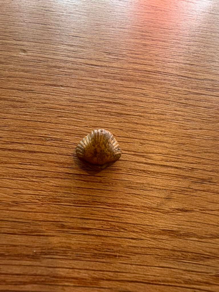 Steen in vorm van Schelp, Verzamelen, Mineralen en Fossielen, Ophalen of Verzenden, Schelp(en)