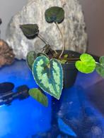 Begonia Dinhdui, Ophalen of Verzenden, Halfschaduw, Minder dan 100 cm