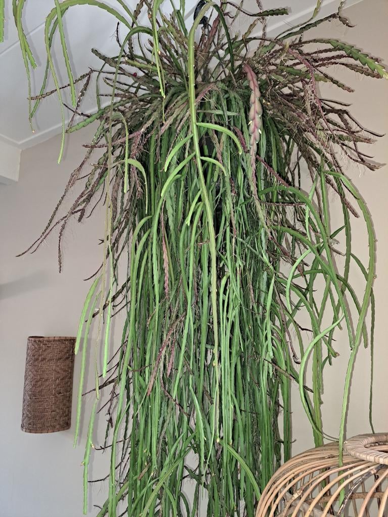 XXL Hangplant Rhipsalis, 150 cm lang, Ophalen, Overige soorten, Volle zon