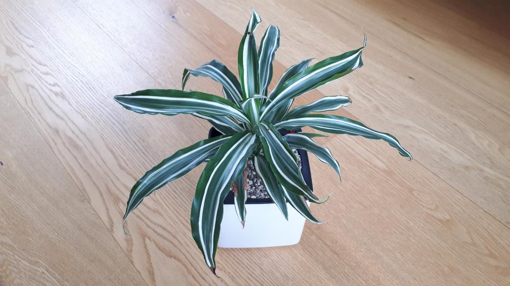 Dracaena white jewel, Ophalen, Volledige schaduw, Minder dan 100 cm