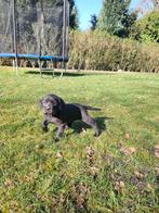 Fieldtrial labrador pups, België, Particulier, Labrador retriever, Meerdere