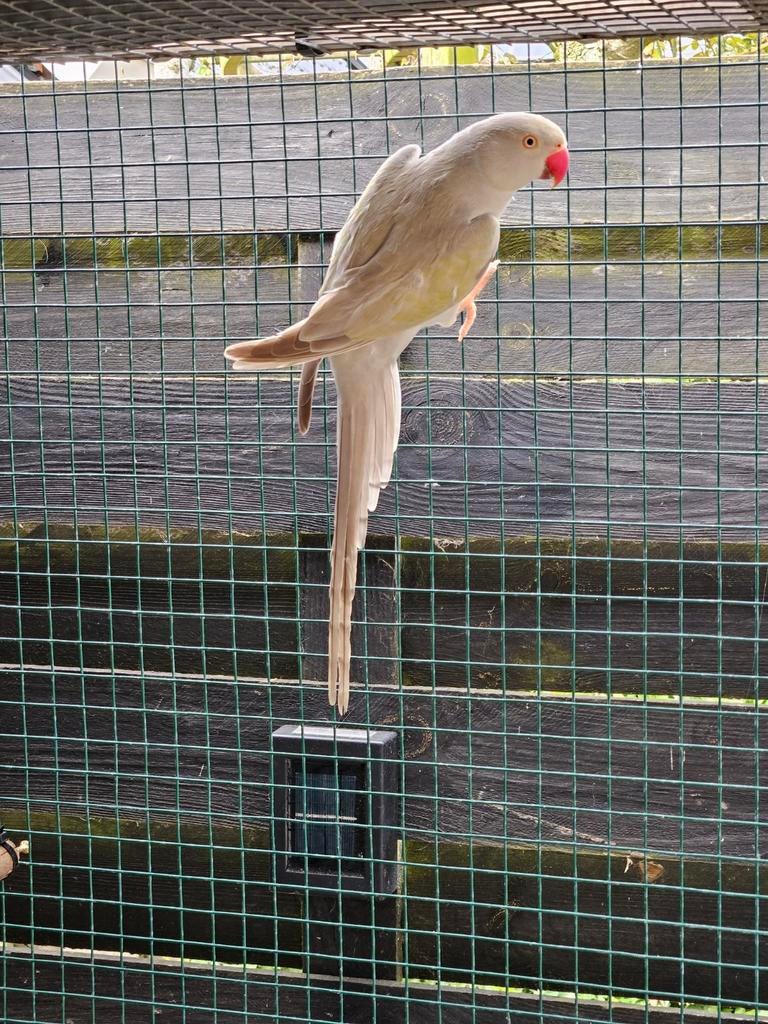 Te koop halsbandparkieten, Meerdere dieren, Parkiet, Geringd