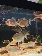 Myleus rubripinnis schijfzalmen 3x, Vis