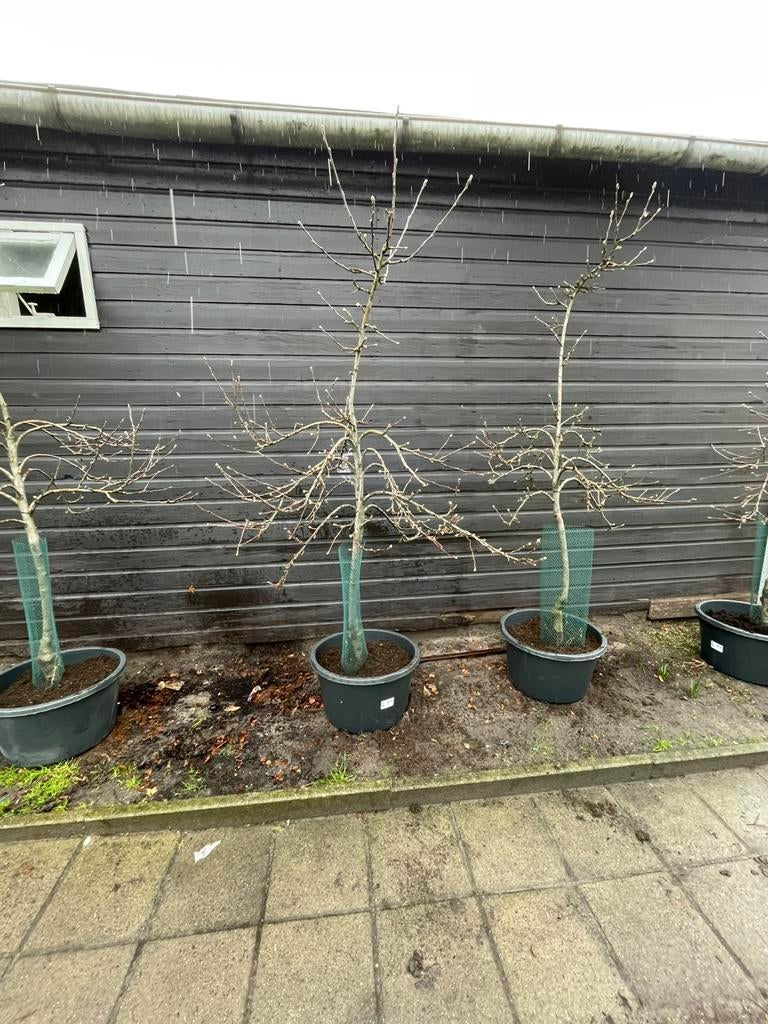Elstar appelbomen, Tuin en Terras, Ophalen of Verzenden