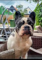 Lieve Franse Bulldog teefje Chica (7 jaar) zoekt een warm en, Dieren en Toebehoren, Honden | Bulldogs, Pinschers en Molossers