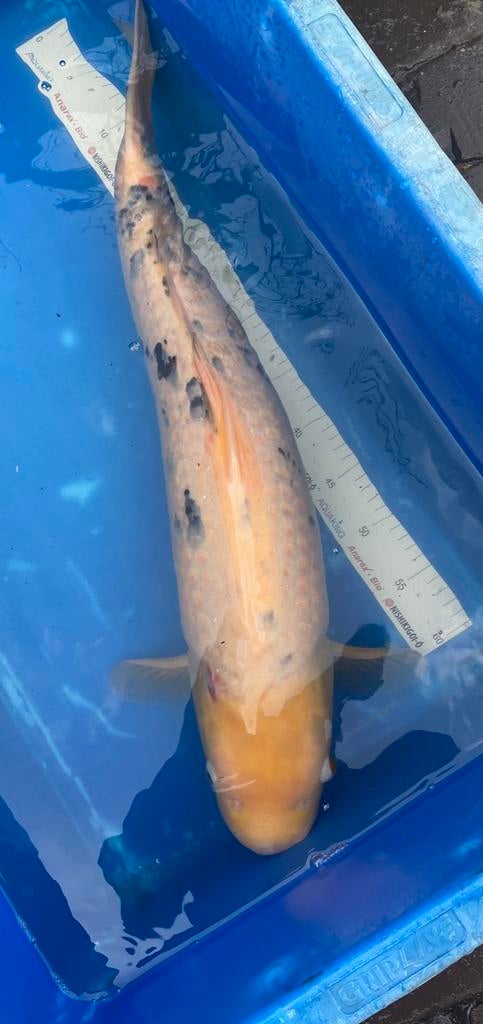 Grote koi 60 cm zeker, Dieren en Toebehoren, Vissen | Vijvervissen, Karper of Koi