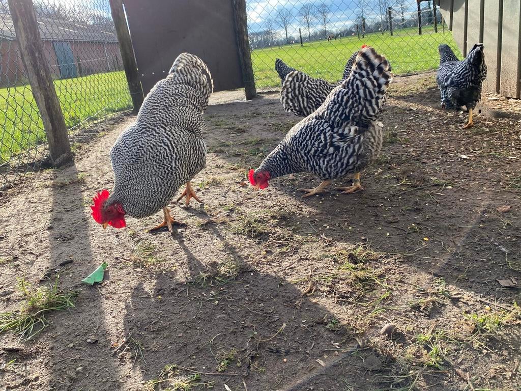 Broedeieren amrock kriel, Dieren en Toebehoren, Pluimvee, Kip, Geslacht onbekend
