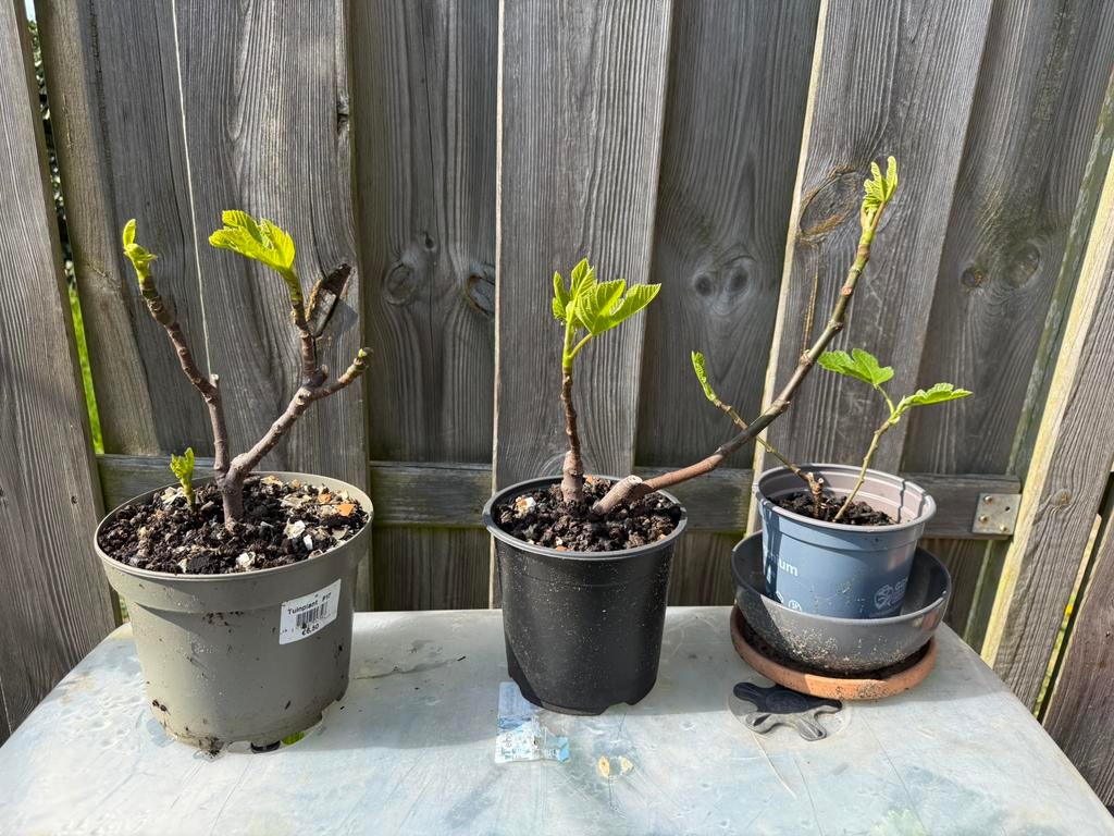 Brown Turkey Fig, Tuin en Terras, Ophalen, Overige soorten, Volle zon