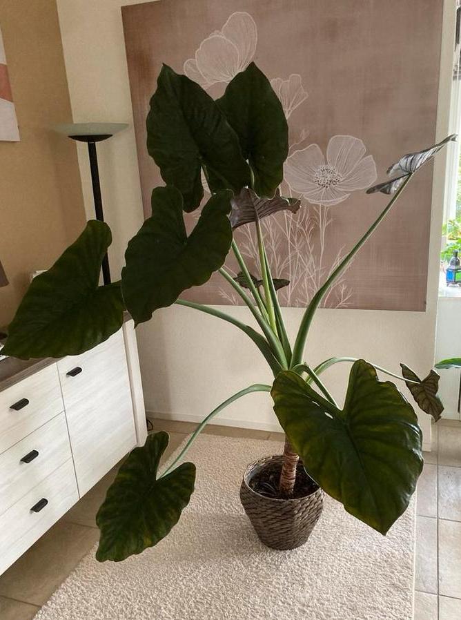 Gezonde Grote Olifantsoor (kamerplant)- 180 cm hoog, Huis en Inrichting, Ophalen, Overige soorten, In pot, 150 tot 200 cm