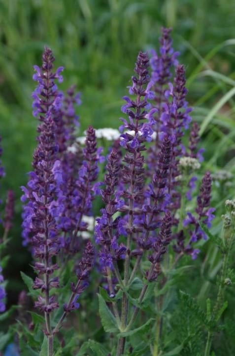 Salvia nemerosa Ostfriesland in P9 pot., Ophalen, Zomer, Vaste plant, Volle zon