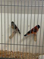 Koppel kapoetsen sijzen, Meerdere dieren