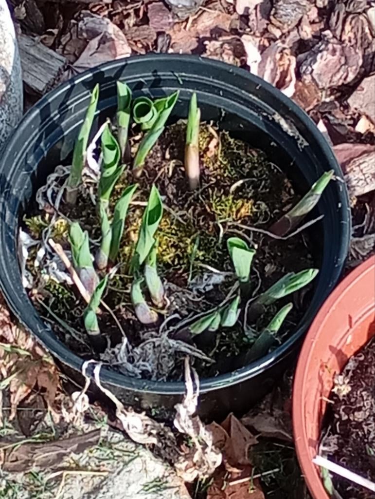 Hosta groen in pot, Tuin en Terras, Planten | Tuinplanten, Ophalen