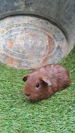 Jonge california cavia's beertje én zeugjes, Dieren en Toebehoren, Meerdere dieren, Tam, Maart, Cavia