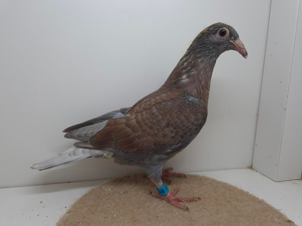 Kleurpostduif kleurpostduiven, Vrouwelijk, Postduif