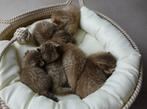 Chocolate Golden Britse Korthaar kittens | Exclusieve kleur, Dieren en Toebehoren, Katten en Kittens | Overige Katten, Meerdere dieren