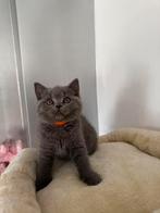 Britse korthaar kittens met stamboom, Dieren en Toebehoren, Katten en Kittens | Raskatten | Korthaar, Meerdere dieren, Met stamboom
