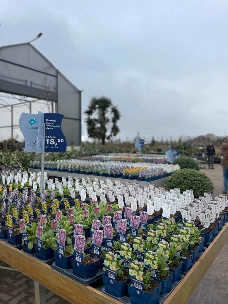 Diverse vaste planten, Tuin en Terras, Planten | Tuinplanten, Vaste plant, Overige soorten, Volle zon, Ophalen