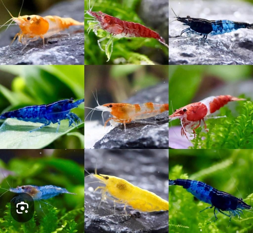 Neocaradina mix, Dieren en Toebehoren, Vissen | Aquaria en Toebehoren, Nieuw, Overige typen, Ophalen of Verzenden