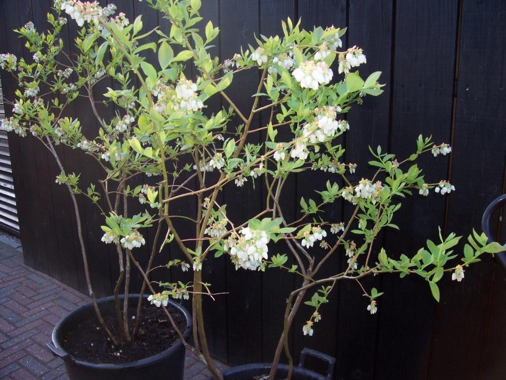 Blauwe bessen 1.50 cm hoog pot gekweekt, Tuin en Terras, Planten | Fruitbomen, Ophalen, Lente, Overige soorten, Volle zon