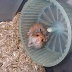 Baby hamsters, syrische hamsters, goudhamsters, Dieren en Toebehoren, Hamster, Januari, Meerdere dieren, Tam