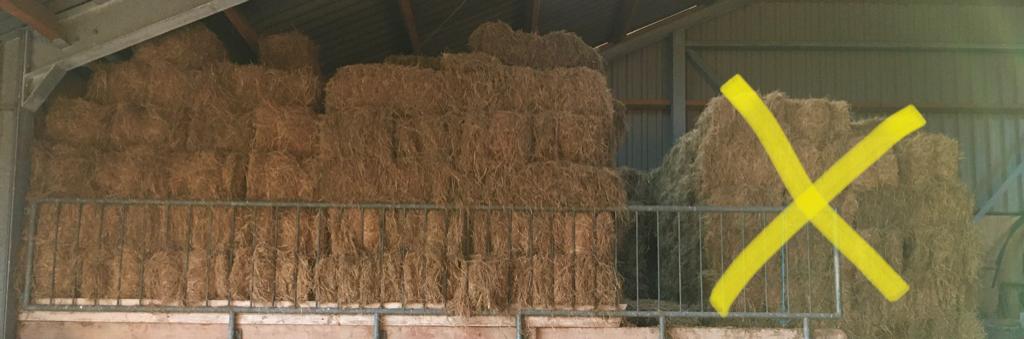 Hooibaaltjes / kleine baaltjes hooi, Meerdere dieren, Schaap