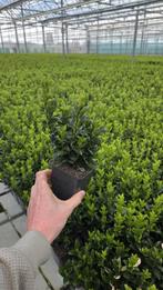 Euonymus Green Spire - haagplant - zware uitvoering, Tuin en Terras, Planten | Struiken en Hagen, Ophalen of Verzenden