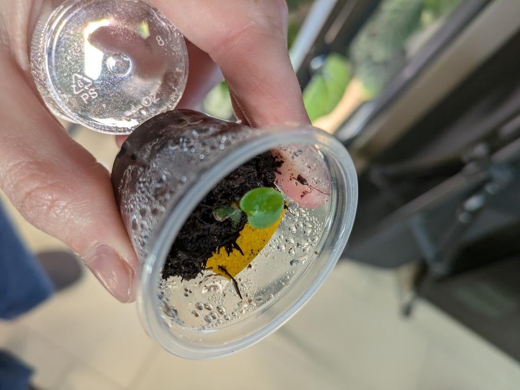 Anthurium Michelle self - Germinated seedling, Fietsen en Brommers, Ophalen of Verzenden, Voorlicht