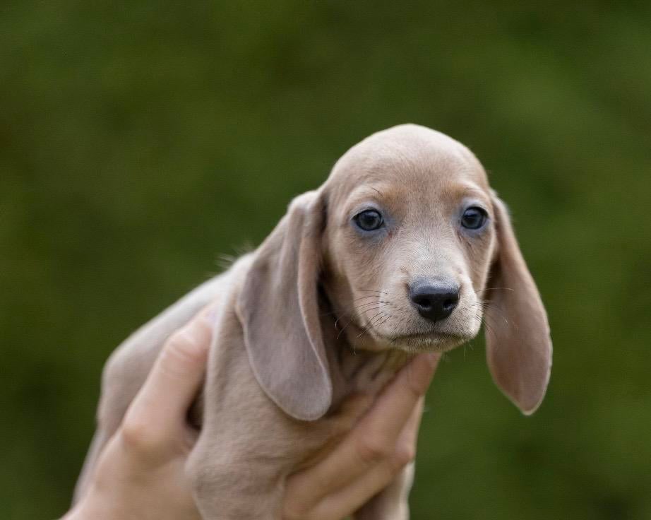 Dwerg teckel korthaar, Dieren en Toebehoren, Parvo, België, Particulier, Reu