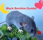 ❤️🐀Tamme Baby Dumbo Ratjes met Stamboom🧬, Rat, Februari, Meerdere dieren, Tam