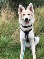 Herdershond mix, Dieren en Toebehoren, Honden | Herdershonden en Veedrijvers, Reu, 1 tot 2 jaar, Parvo, Eén hond