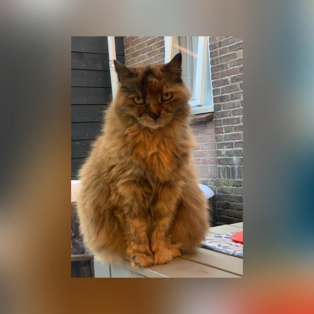 Vermist rode-oranje poes langharig., Kat