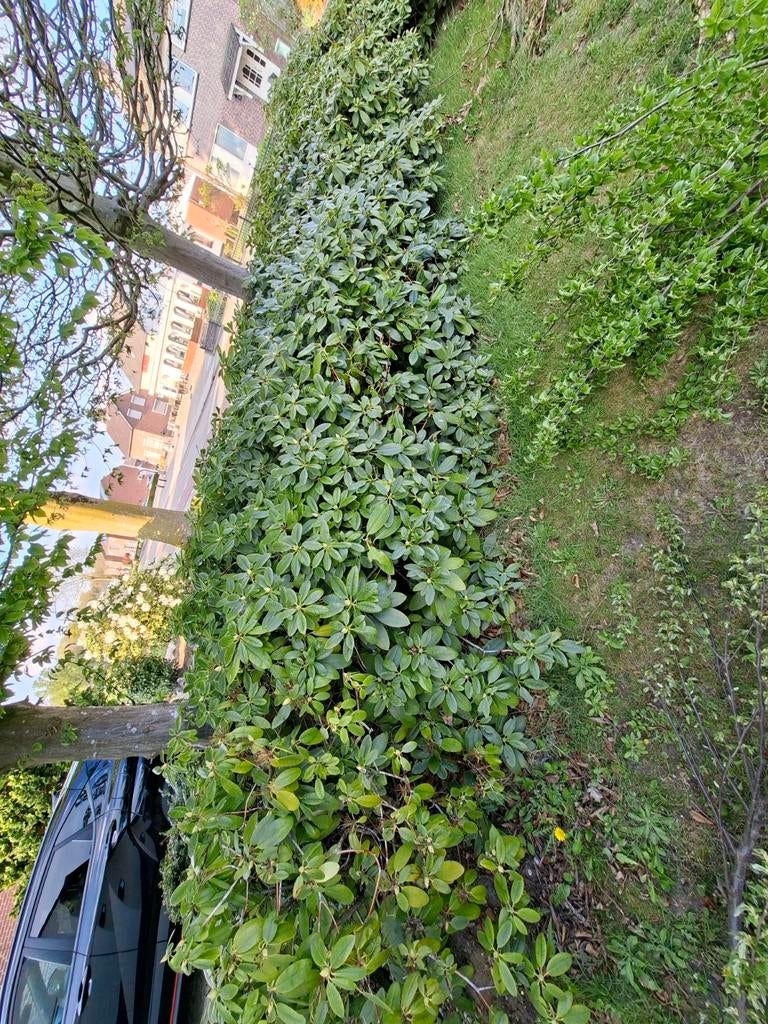 Rhododendron planten voor uw tuin, Ophalen of Verzenden