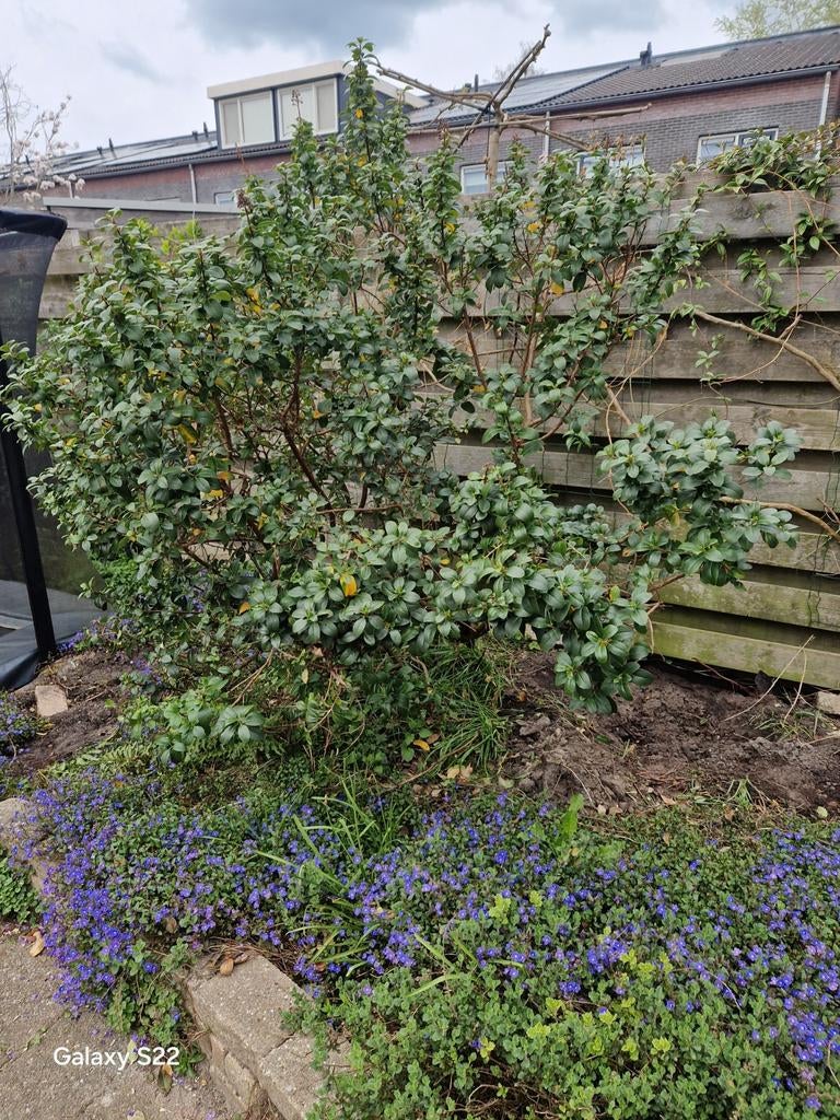 Gratis op te halen Sering, Tuin en Terras, Ophalen of Verzenden, Overige soorten