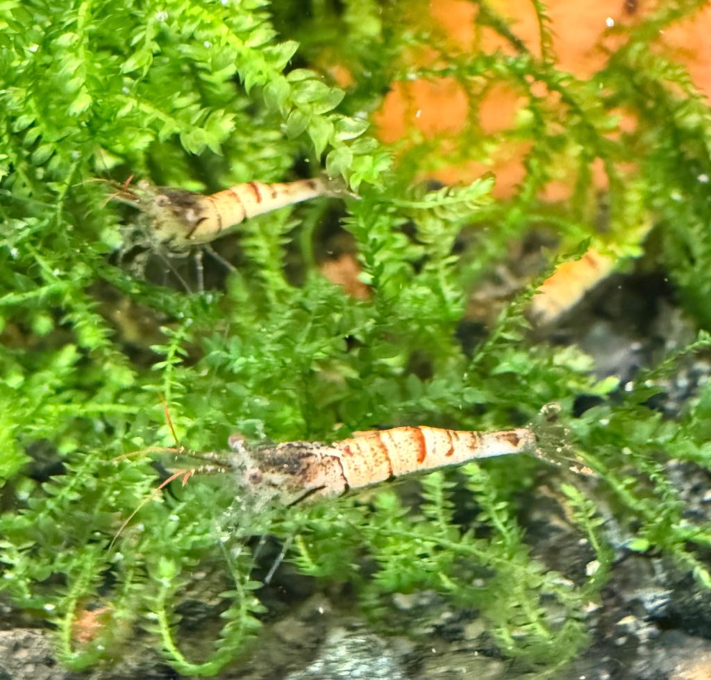 Sulawesi White Zebra garnalen, Kreeft, Krab of Garnaal, Zoetwatervis