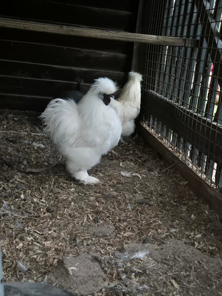 Pluimvee. Kippen. Zijderhoenders. Zijderhoender, Vrouwelijk, Kip