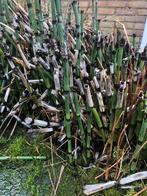 Vijverplant japanse holpijp, Ophalen, Gebruikt, Vijverfilter