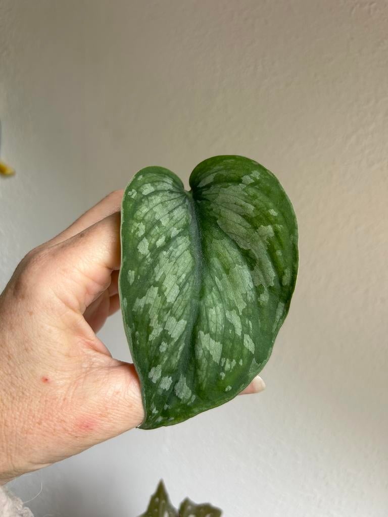 Scindapsus silver splash, stek, Ophalen of Verzenden, Halfschaduw, Minder dan 100 cm