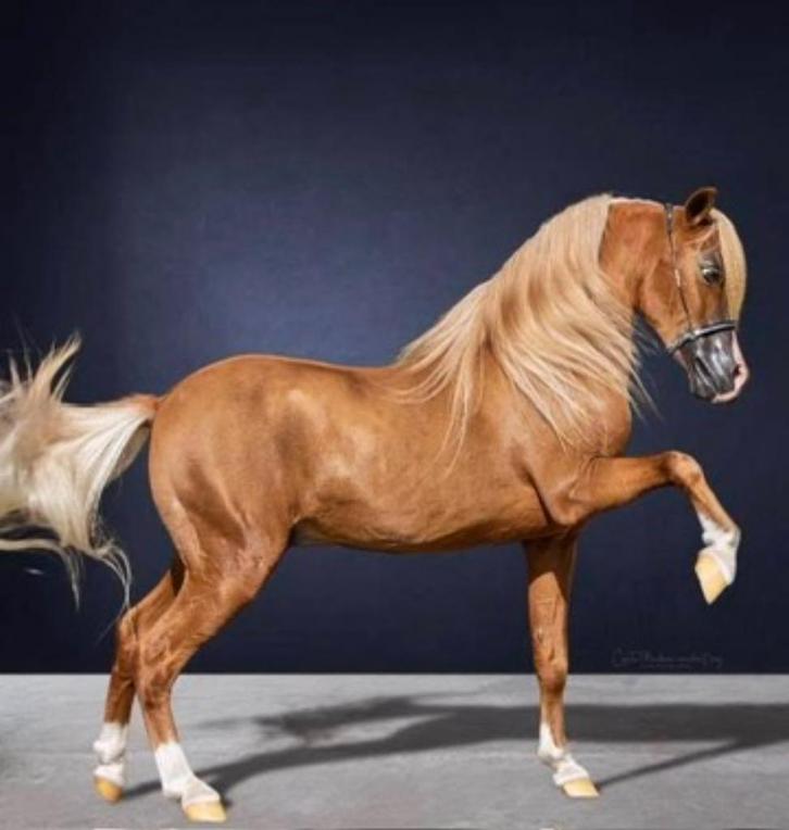 Deze lieve amerikaanse mini hengst zoekt een nieuw huisje, Dieren en Toebehoren, Paarden en Pony's | Dekhengsten en Fokmerries