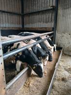 5 blaauwe kruisling pinken, Dieren en Toebehoren, Runderen, Vrouwelijk