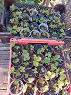 Aardbeienplantjes ONBESPOTEN 47 stuks, goed geworteld 1 koop, Ophalen, Overige soorten, Volle zon