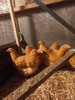 Broedeieren orpington buff groot, Dieren en Toebehoren, Pluimvee, Geslacht onbekend, Kip