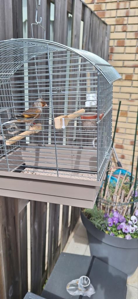 Zeer mooie bastaard putter van 2024 zingt heel veel putter, Dieren en Toebehoren, Vogels | Overige Vogels, Mannelijk, Wildzangvogel