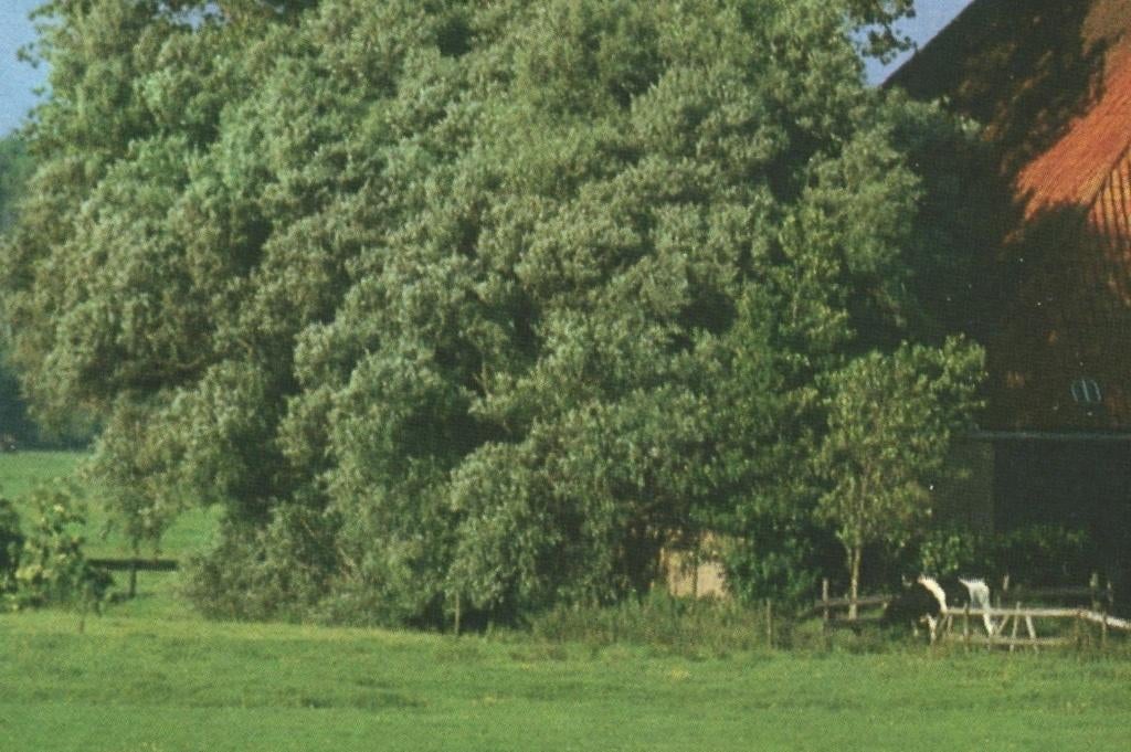 993272 Friesland Boerderij Postzegel afgeweekt, Ophalen of Verzenden, 1960 tot 1980, Gelopen, Friesland