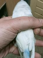 Prachtige brr agapornis fisheri opaline slaty pop, Vrouwelijk, Dwergpapegaai of Agapornis, Geringd