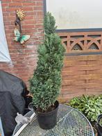 Haagplant, soort onbekend, ca. 87 cm hoog, Tuin en Terras, Deurmatten, Ophalen, Gebruikt, Overige materialen, Buiten