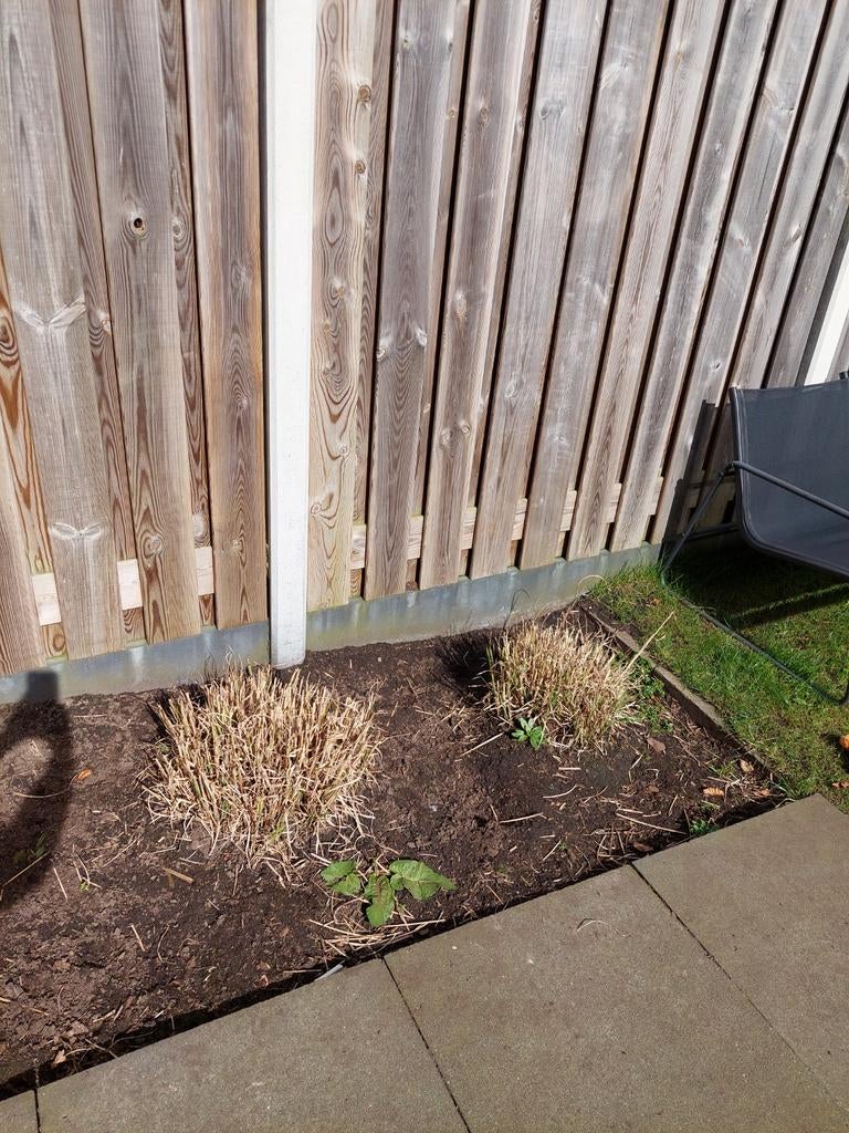 Tuinplanten gratis, Ophalen of Verzenden, Overige soorten, Halfschaduw