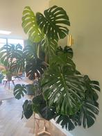 Grote monstera plant inclusief pot, Ophalen, Overige soorten, Halfschaduw, In pot